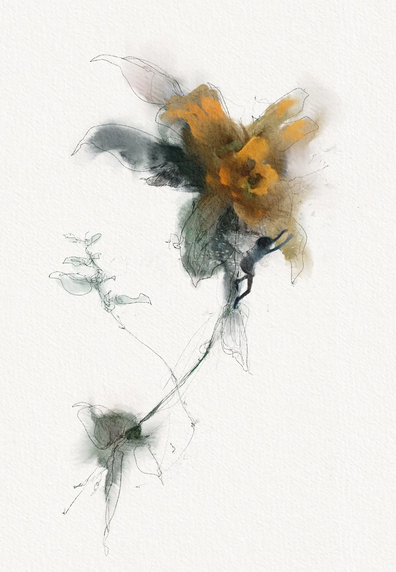 Flying insect study in black and orange watercolour by Nicolas Crombez