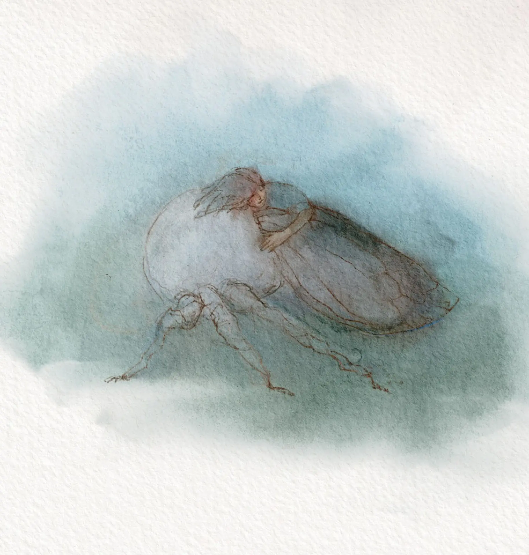 Cicada painted in blue-grey watercolour by Nicolas Crombez